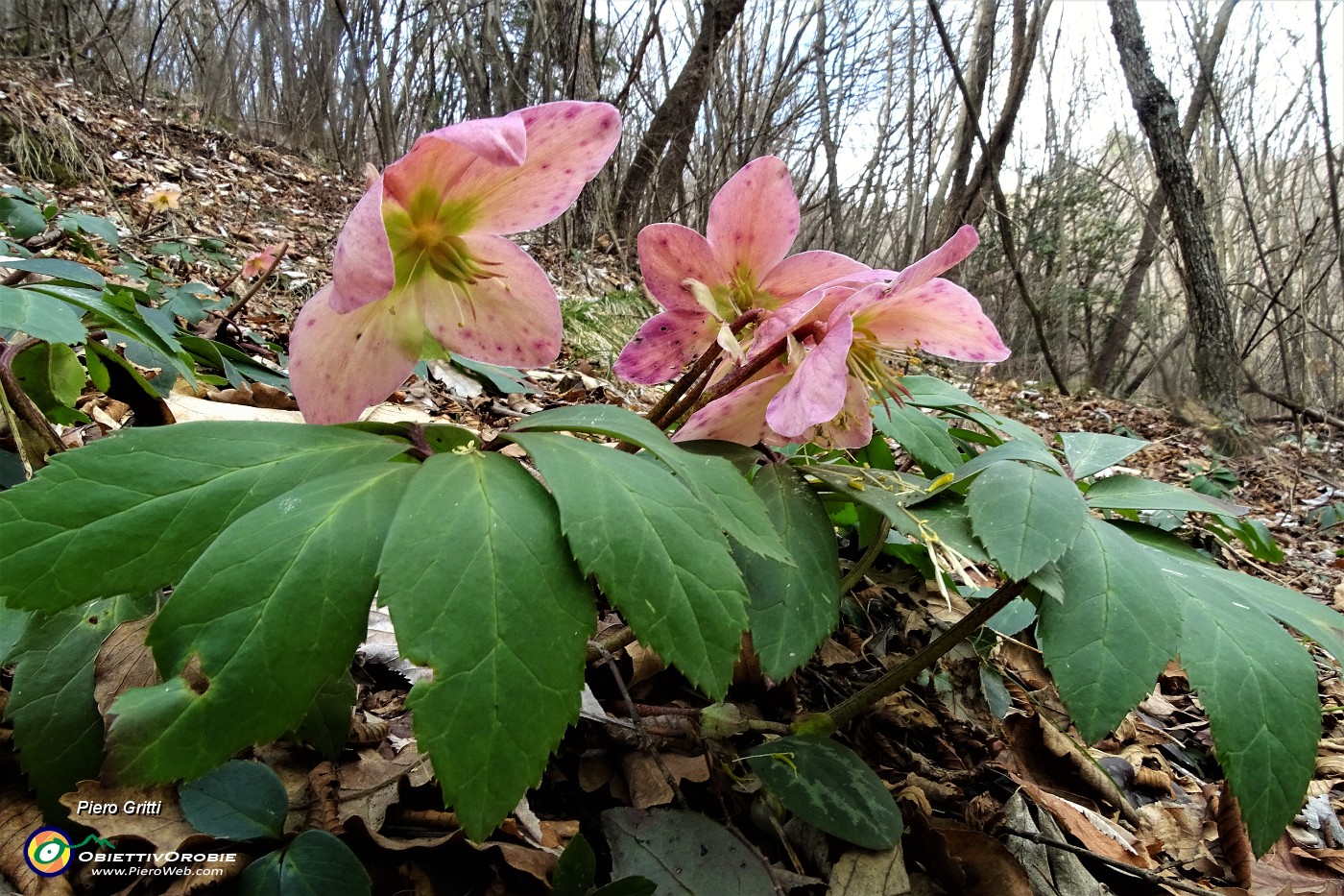 41 Ellebori in fiore coloratissimi.JPG